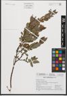 Foto von Salix waldsteiniana Willd.